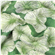 Viscose Linjeblomma