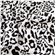 Manchester Leopard
